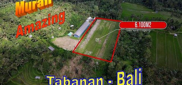 Beautiful Pupuan Tabanan BALI 6,100 m2 LAND FOR SALE TJTB725